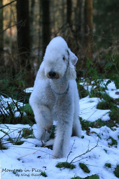 Airis Blue Volshebny Svet 2009-12-26 (2).JPG